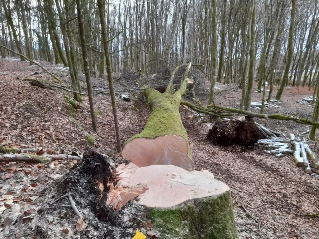 Bj Bois Vente De Buchettes Nouvelle Aquitaine Exploitation Forestiere 2