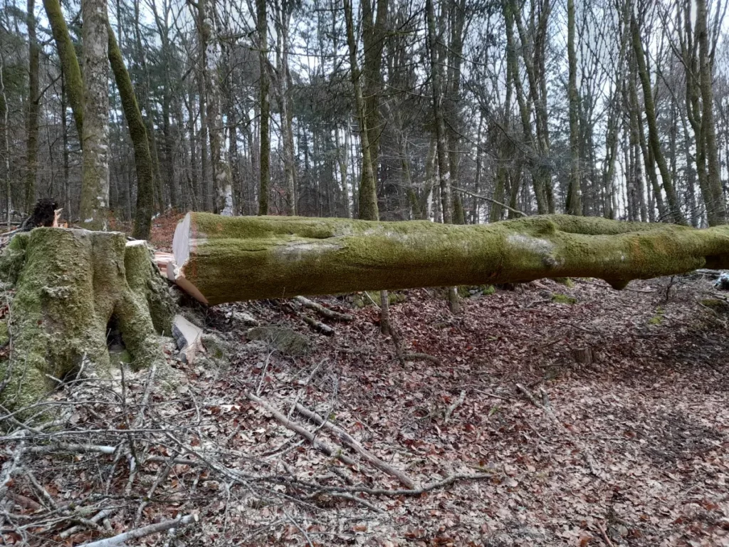 Bj Bois Vente De Buchettes Nouvelle Aquitaine Exploitation Forestiere 3